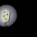 プロが教える坪庭の照明計画と夜の演出術
