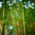 竹や自然素材を活用した庭のデザインアイディア