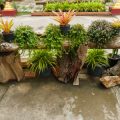 枯山水庭園で使われる代表的な植物とその特徴