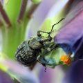 病害虫の発生メカニズムを知り、未然に防ぐための観察のコツ
