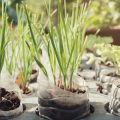 日本の厳しい冬をご自宅で楽しむための球根植物の管理方法