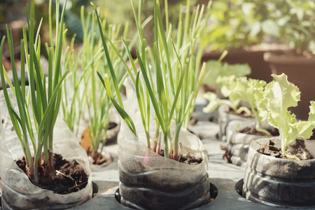 日本の厳しい冬をご自宅で楽しむための球根植物の管理方法