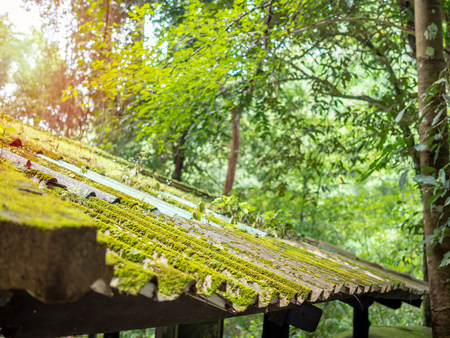 日本の自然環境に合う、ローメンテナンスな日当たり別庭造り