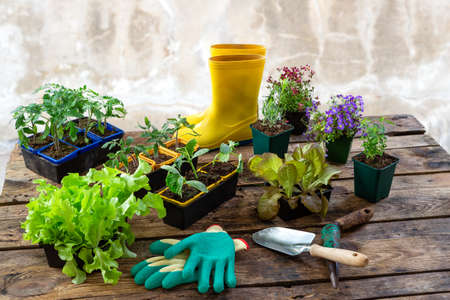 グリーンカーテン実践者に聞く！エコ素材の鉢の選び方と工夫