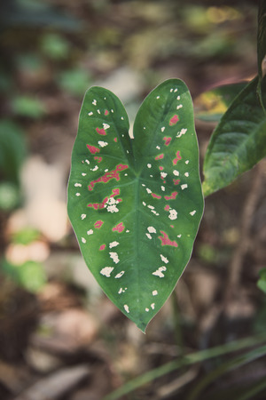 褐斑病の特徴と周辺環境を考慮した持続的な予防方法