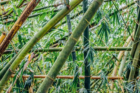 和の樹木：松、竹、梅の象徴的な意味と植栽例