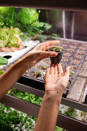 日本の家庭菜園に向いている土の特徴と選び方入門