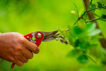 初心者でもできる剪定バサミ・ノコギリの安全な使い方とお手入れ法