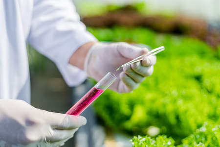 立枯病に強い品種選びと発生時の速やかな対応方法