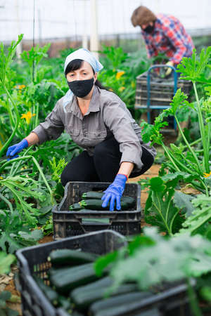 日本伝統野菜と現代野菜の肥料管理の違い