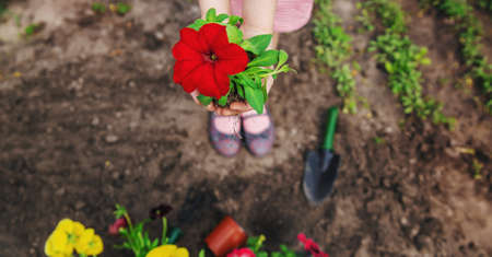 自宅のスペースを活用！狭い場所で育てやすい野菜ベスト10