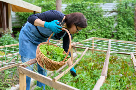 日本の季節ごとに変化する日当たりを活かすガーデニング計画