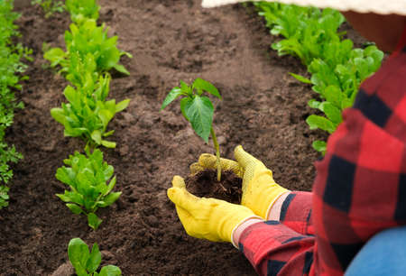 センチュウの発生しやすい環境と土壌改良による対策