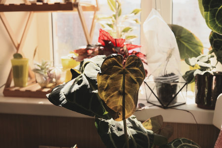 室内空気を浄化する観葉植物―シックハウス対策と健康志向の両立