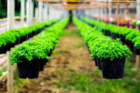 バルコニーでの水やり管理と排水トラブル対策法