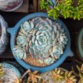 多肉植物やサボテン用鉢の選び方とレイアウト術