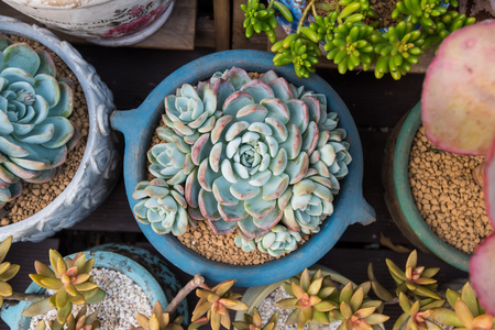 多肉植物やサボテン用鉢の選び方とレイアウト術