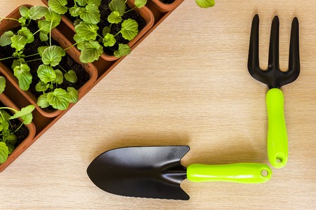 観葉植物の剪定方法と形を整えるトリミングのコツ