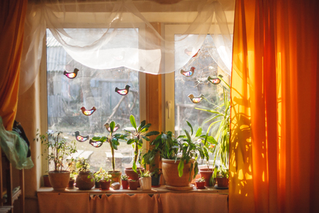 室内空気浄化・ストレス緩和を狙った観葉植物の選び方と科学的効果