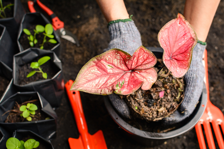 ベランダ栽培で失敗しないためのトラブル事例と解決方法