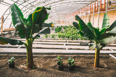 有機素材（ココナッツファイバー・藁）鉢の実用性を検証する