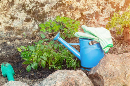 家庭菜園におけるマルチングの活用と雑草防止効果の検証