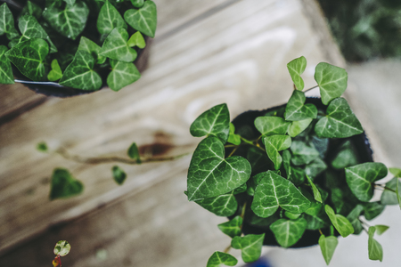 人気観葉植物別の効果的な冬越しと室内環境の作り方