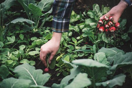 秋の肥料の役割と栄養素別活用ポイント