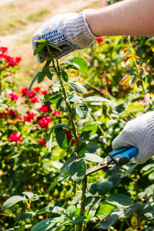 コンパニオンプランツを用いた自然な害虫抑制の実践方法