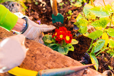 花言葉を取り入れた寄せ植えカラーコンセプト