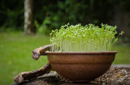 つくばい（水鉢）が演出する和の心と作法