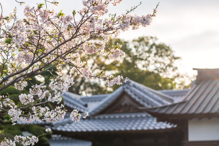 日本在来種と季節の移ろいを楽しむガーデニングの魅力