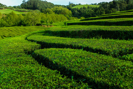 茶庭（露地）の植物選びと空間づくり