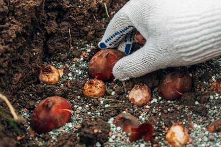 秋に植えるおすすめ日本伝統球根ベスト10