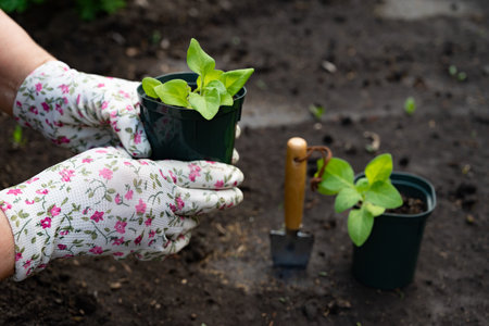 キッチンやバスルームに置ける湿度変化に強い観葉植物の徹底紹介