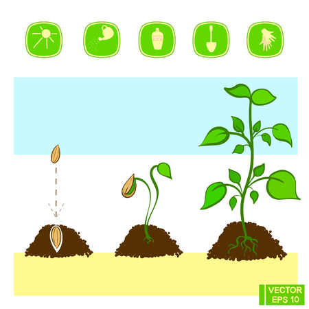 野草選びと植生デザイン