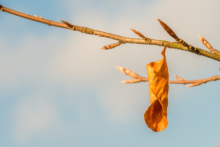 枯れそうな観葉植物を元気に戻すリカバリーテクニック