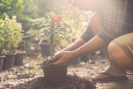 春の園芸：花木の植え替えと手入れ年間スケジュール