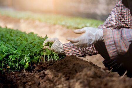 寒波でダメージを受けた植物の養生法と根のケア手順