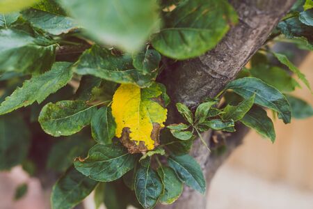 葉枯れ病の日本独特の気候に合わせた原因解析と対策