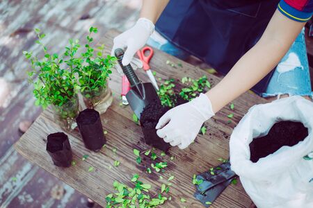 寄せ植えと和の伝統行事：季節行事に合わせたアレンジ法