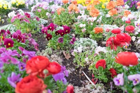 冬でも楽しめる花壇を作るための耐寒性花の選び方